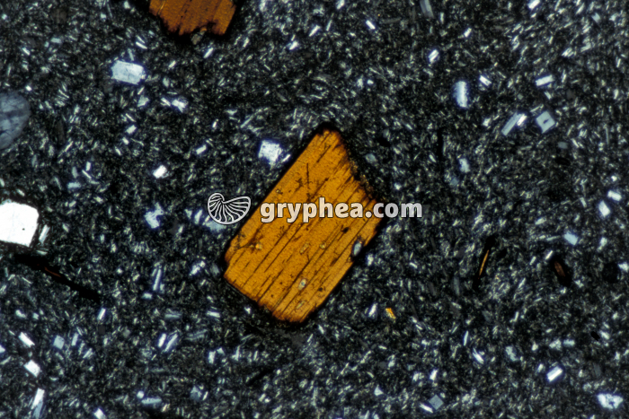 Domite LPA x10 - gryphea.com